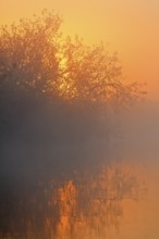 Sunset light in fog on the river, warm and quiet, Peenetal nature park Park, Mecklenburg-Western