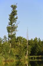 Tall trees against a clear sky are reflected softly in the calm water below, Peenetal nature park