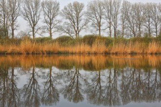 Trees and reeds are reflected perfectly symmetrically in the calm water of a lake, Peenetal nature
