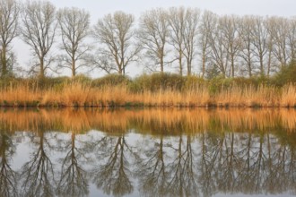 Symmetrical rows of trees reflecting in the calm water of a lake, Peenetal nature park Park,