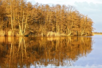 The golden glow of sunset illuminates trees on the riverbank, Peenetal nature park Park,