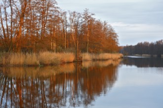 Autumn colors illuminate trees and river with reflections at dusk, Peenetal nature park Park,