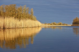 Wide river scene with reeds and trees reflected in calm water, Peenetal nature park Park,