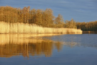 Golden sun illuminates reeds and trees reflecting in still water, Peenetal nature park Park,
