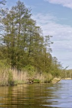 Bank of a river with lush trees and reeds, blue sky and clouds, Peenetal nature park Park,