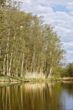 Springtime forest shore with reflections of trees and reeds in a clear lake, Peenetal nature park