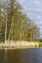 Tall trees and reeds on the shore of a lake in calm, clear weather, Peenetal nature park Park,