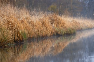 Quiet riverbank with reeds and reflections in the water in morning light, Peenetal nature park