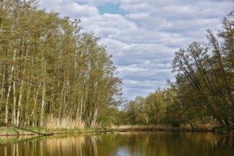 Quiet river landscape with trees and cloudy sky in natural surroundings, Peenetal nature park Park,