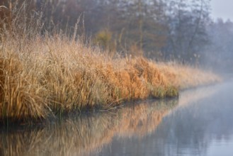 Autumnal lakeside backdrop with reeds and soft reflections in misty water, Peenetal nature park