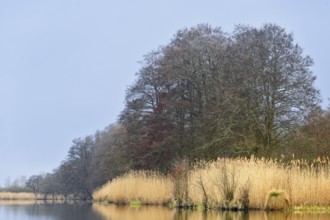 Autumn trees and reeds on the lake are reflected in calm water under a blue sky, Peenetal nature