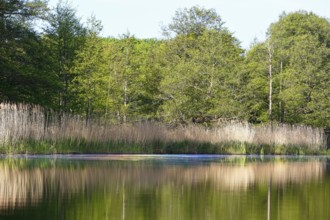Green pond with reeds and trees reflecting in clear water, Peenetal nature park Park,