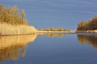 Reflection of reeds and trees in a calm lake under a blue sky, Peenetal nature park Park,