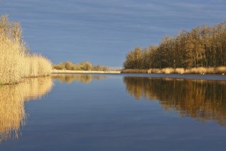 Extensive view of a lake with reeds and trees in calm water, Peenetal nature park Park,