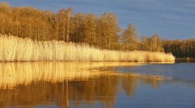 An evening lake view with reed banks reflected in golden autumn light in calm water, Peenetal