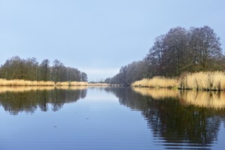 Clear river with thick reeds and trees reflecting in the water, Peenetal nature park Park,