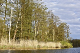 Sun-lit river landscape with trees and reeds under a cloudy sky, Peenetal nature park Park,