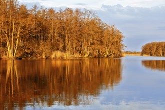 A calm lake reflects the evening autumn landscape of the forest, Peenetal nature park Park,