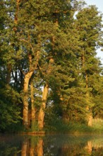 Sunlight illuminates tall trees on the banks of a still body of water in summer, Peenetal nature