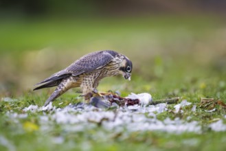 Peregrine Falcon (Falco peregrinus), Germany