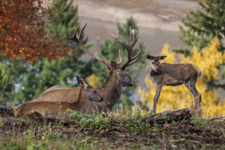 Red deer (Cervus elaphus), Germany