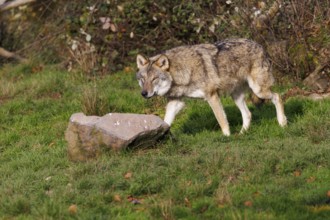 Wolf (Canis lupus), Germany