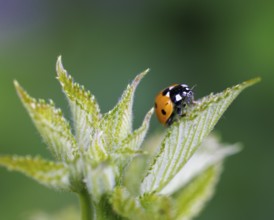 Seven-spotted ladybird (Coccinella septempunctata), Germany