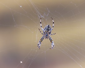 Garden spider (Araneus diadematus), Germany