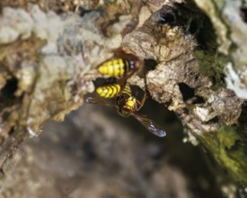 Hornissen (Vespa crabro), Germany