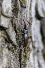 Stag beetle (Lucanus cervus), Germany