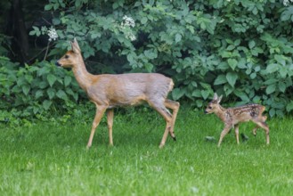 Ricke with young (Capreolus capreolus), Germany