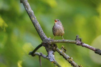 Wren (Troglodytes troglodytes), Germany