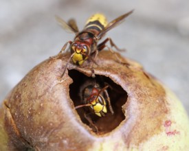 Hornets (Vespa crabro) feed on an apple, Germany