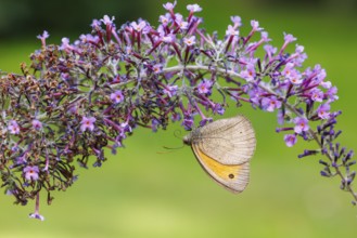 Small meadowbird (Coenonympha pamphilus) on butterfly lilacs, Germany
