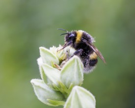 Bumblebee (Bombus terrestris), Germany