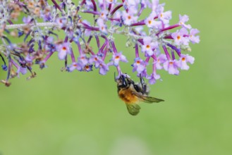 Bumblebee (Bombus) on butterfly lilacs, Germany