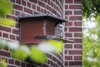 Young tawny owl (Strix aluco) looking out of incubator, Germany