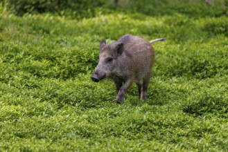 Wild boar (Sus scrofa), Germany