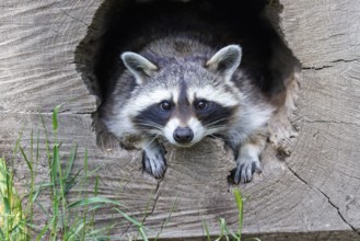 Raccoon (Procyon lotor), Germany