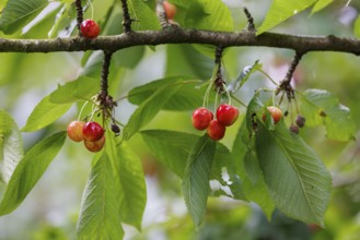 Cherries on a tree, Germany