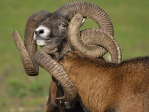 Two grouches have wedged their horns, North Rhine-Westphalia, Germany
