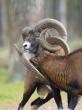 Two grouches have wedged their horns, North Rhine-Westphalia, Germany