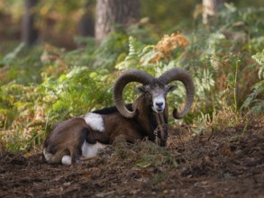 A mouflon resting in the forest, North Rhine-Westphalia, Germany