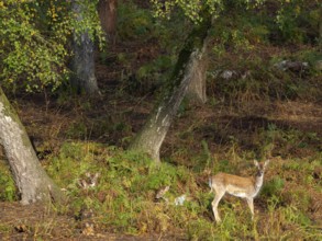 Fallow deer in the forest, North Rhine-Westphalia, Germany