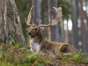 An old fallow deer resting in the forest, North Rhine-Westphalia, Germany