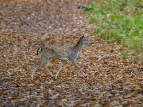 A fallow deer crosses a forest path in the forest, North Rhine-Westphalia, Germany