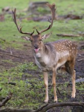 Fallow deer sticking out its tongue, North Rhine-Westphalia, Germany