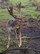 Fallow deer panting during rutting season, North Rhine-Westphalia, Germany