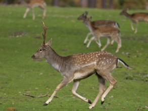 Young fallow deer running, North Rhine-Westphalia, Germany