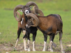Two grouches have wedged their horns, North Rhine-Westphalia, Germany